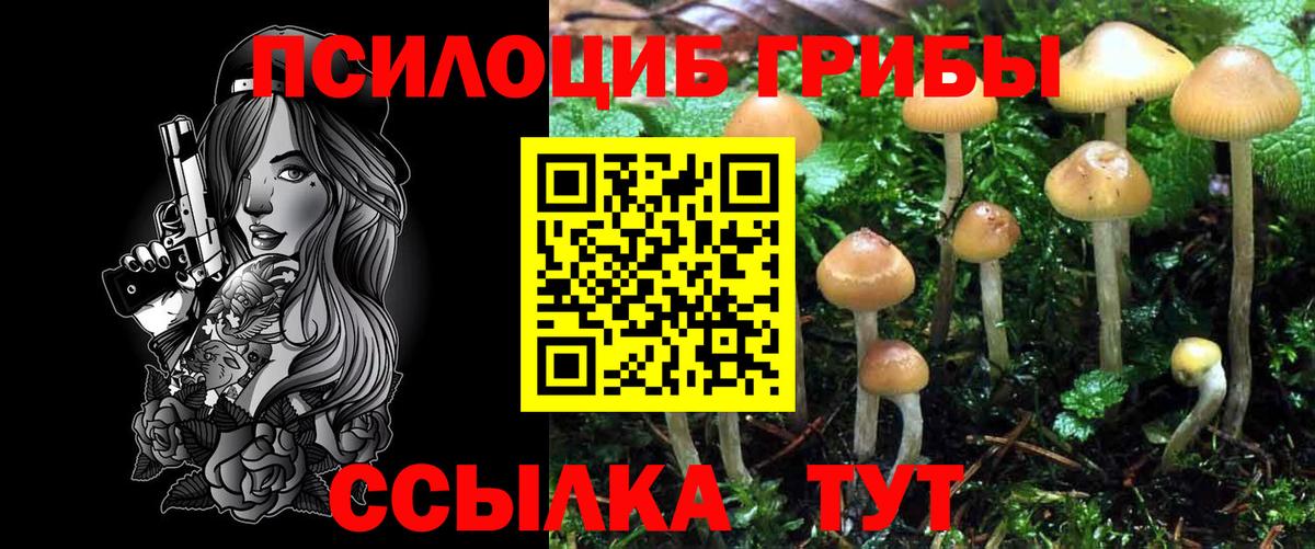 Галлюциногенные грибы мицелий  Галлюциногенные грибы ЛСД  купить наркотики цена  Вход с VPN  Новозыбков 