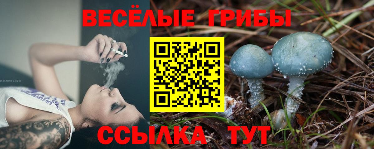Псилоцибиновые грибы Cubensis Новозыбков